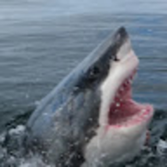 Meet your Posher, Kendall - Picture 1 of 1